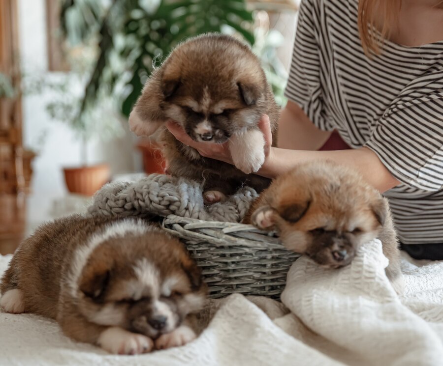 funny-fluffy-puppies-near-cozy-basket-supervision-owner_169016-12361